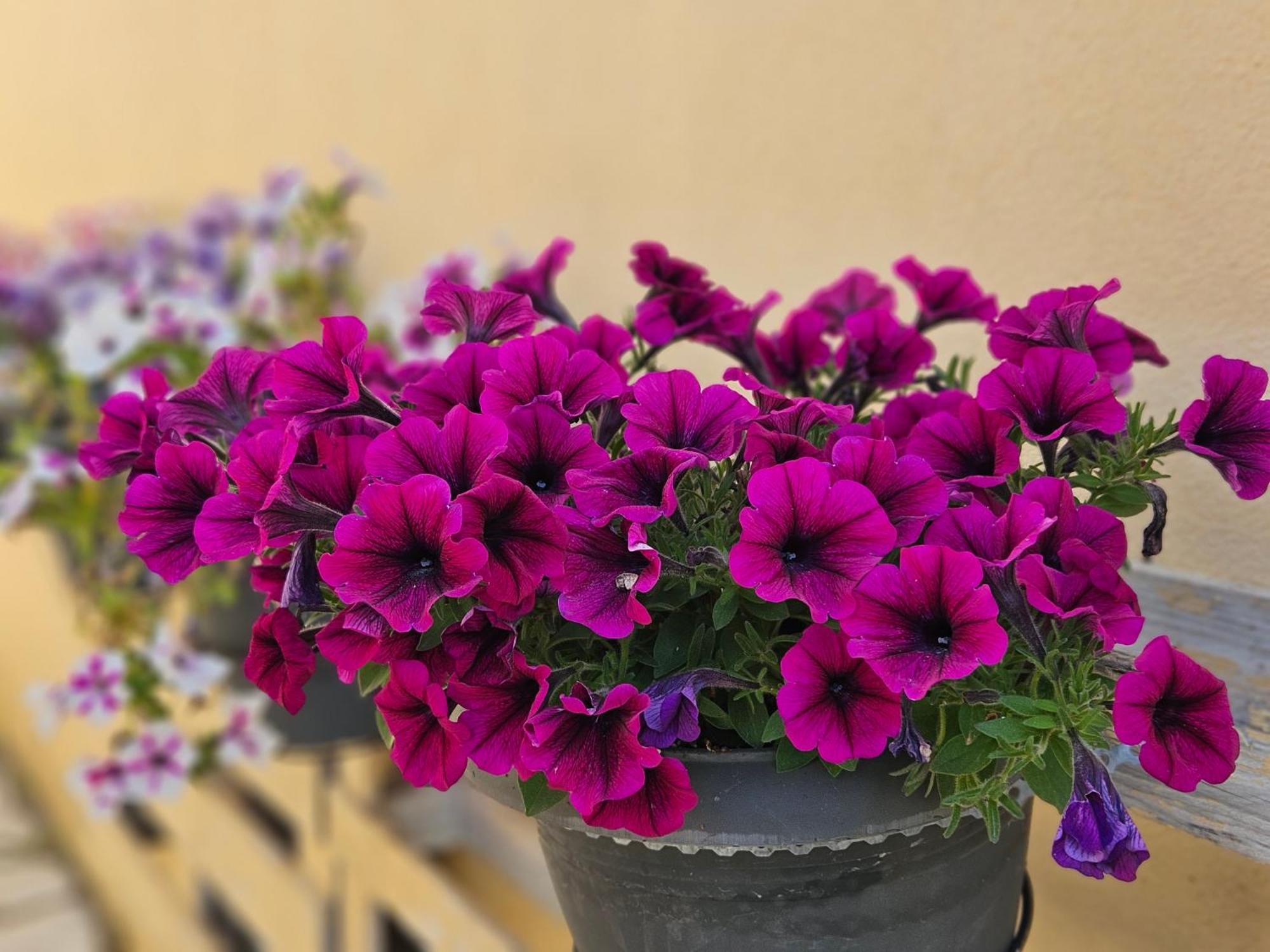 Lora Studios Іпсос Екстер'єр фото